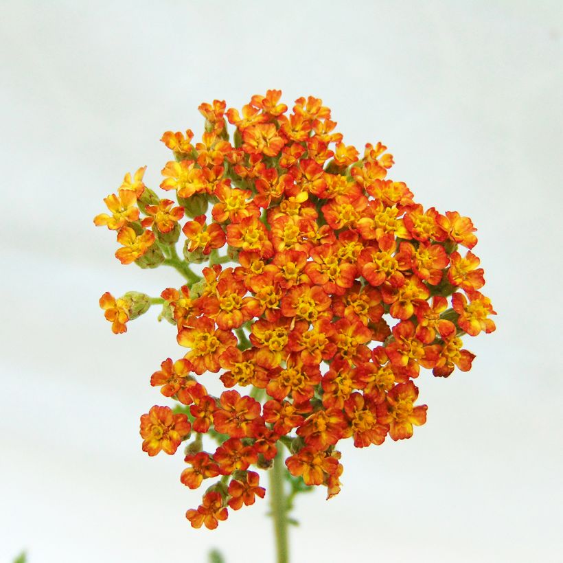 Achillée millefolium Feuerland (Floraison)