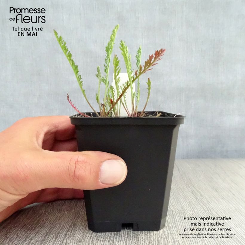 Spécimen de Achillée millefolium Feuerland Godet de 9cm tel que livré au printemps