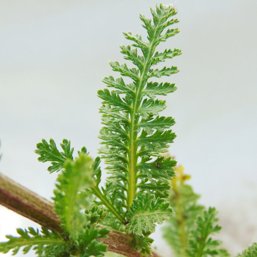 Achillée millefolium Heinrich Vogeler blanche (Feuillage)