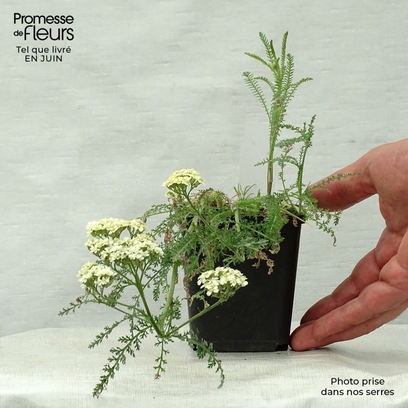 Spécimen de Achillée millefolium Hella Glashoff Godet de 9cm tel que livré en été