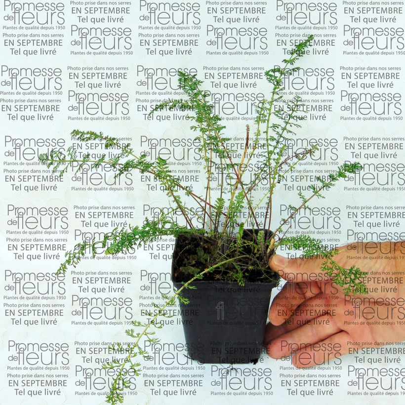 Exemple de spécimen de Achillée millefolium Jacqueline Godet de 9cm tel que livré