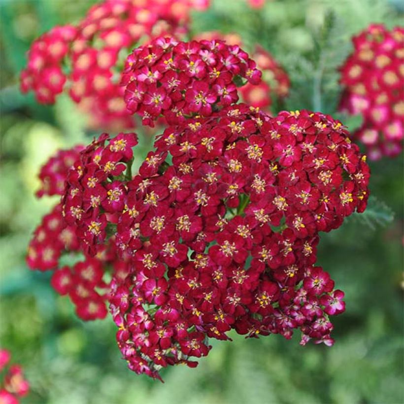 Achillée millefolium Laura (Floraison)