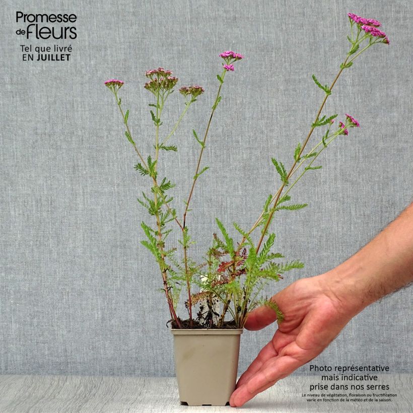 Spécimen de Achillée millefolium Lilac Beauty Godet de 8/9 cm tel que livré en été