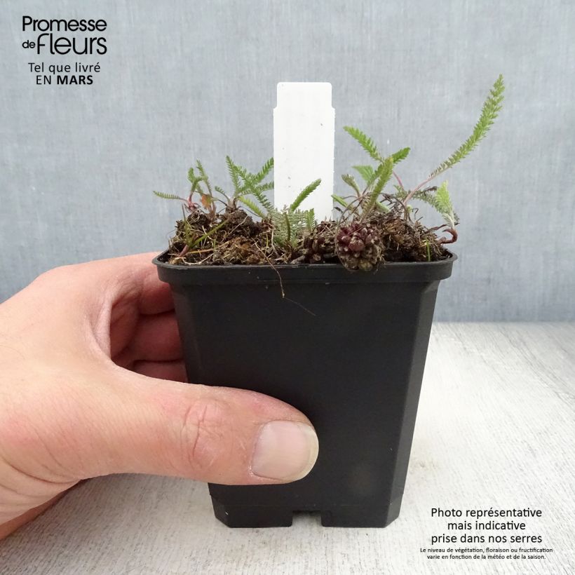 Spécimen de Achillée millefolium Lilac Beauty Godet de 9cm tel que livré au printemps