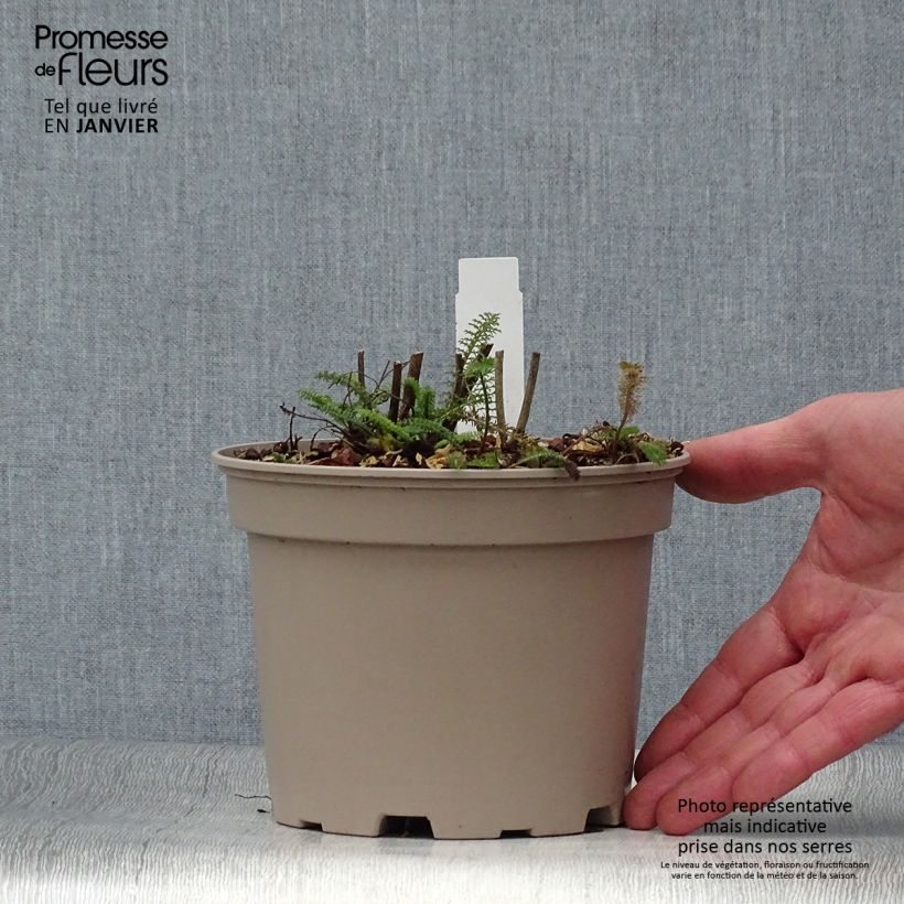 Spécimen de Achillée millefolium Lilac Beauty Pot de 2L/3L tel que livré en hiver