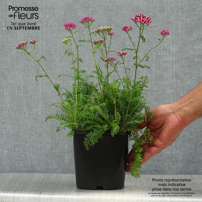 Spécimen de Achillée millefolium New Vintage Violet Pot de 2L/3L tel que livré en automne