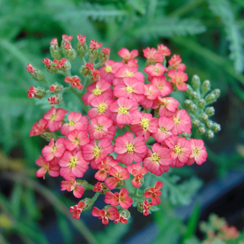 Achillée millefolium Paprika (Floraison)