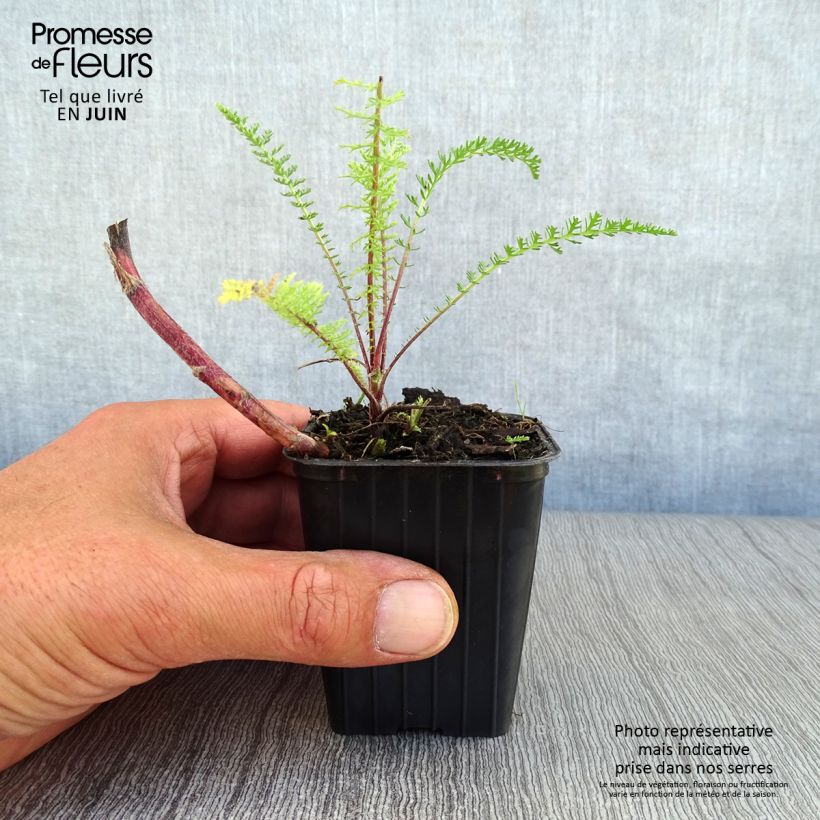 Spécimen de Achillée millefolium Paprika Godet de 7/8 cm tel que livré en été