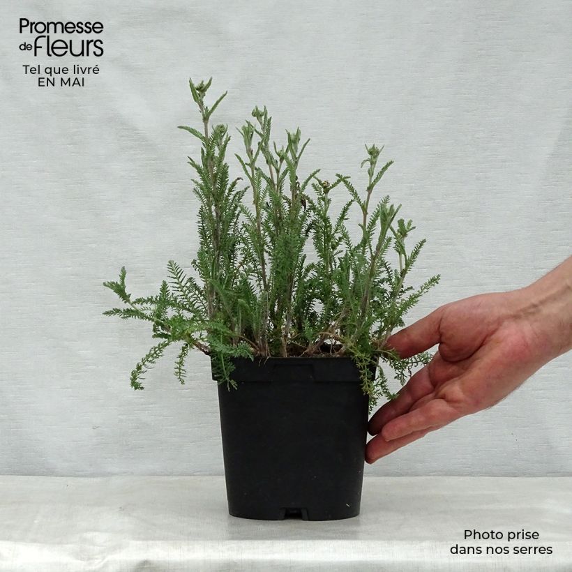 Spécimen de Achillée millefolium Paprika en pot de 2/3L tel que livré au printemps