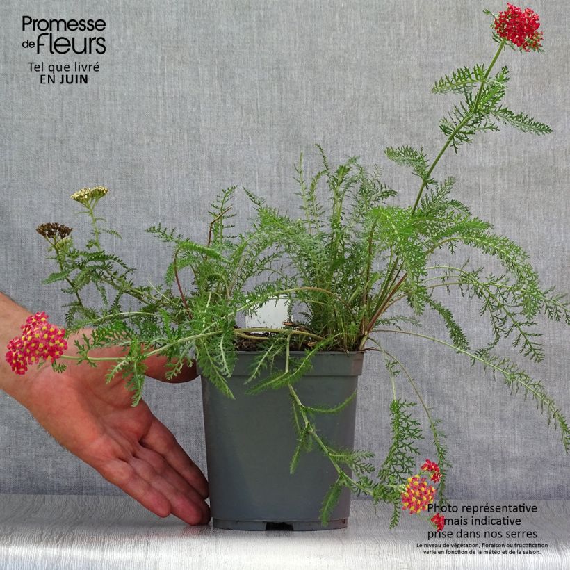 Spécimen de Achillée millefolium Paprika Pot de 2L/3L tel que livré en été