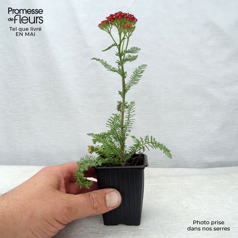 Spécimen de Achillée millefolium Paprika en godet de 7/8 cm tel que livré au printemps