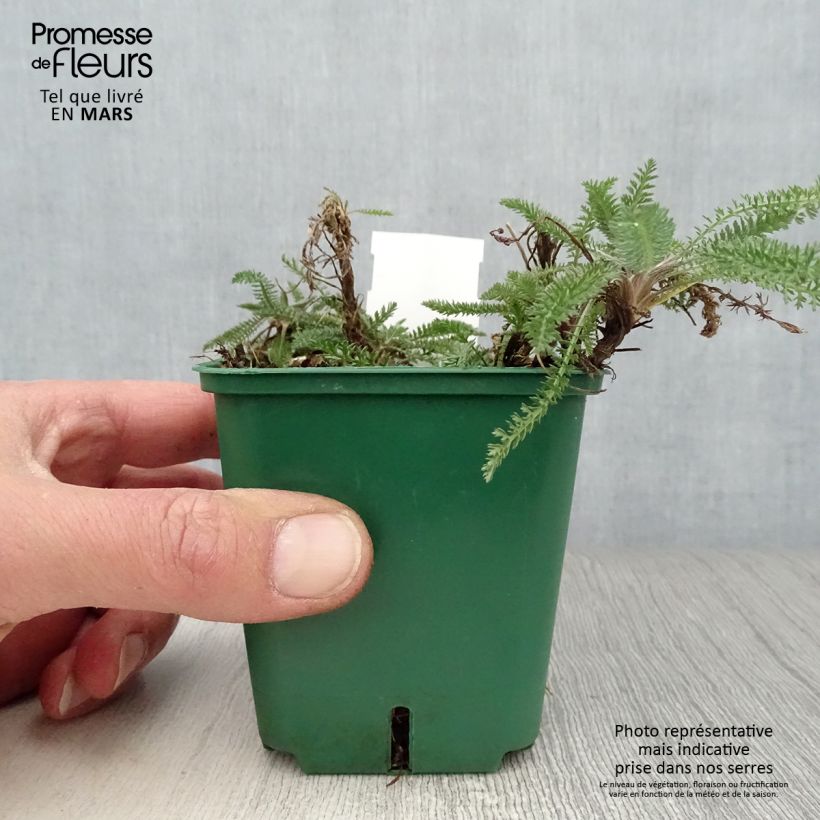Spécimen de Achillée millefolium Peachy Seduction Godet de 9cm tel que livré au printemps