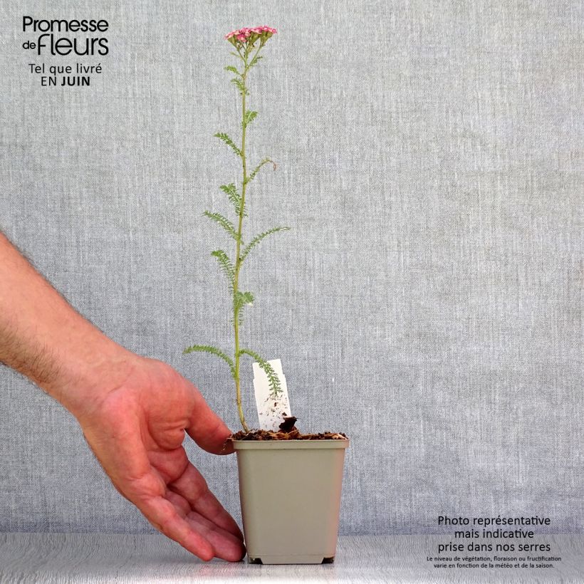Spécimen de Achillée millefolium Petra tel que livré en ete