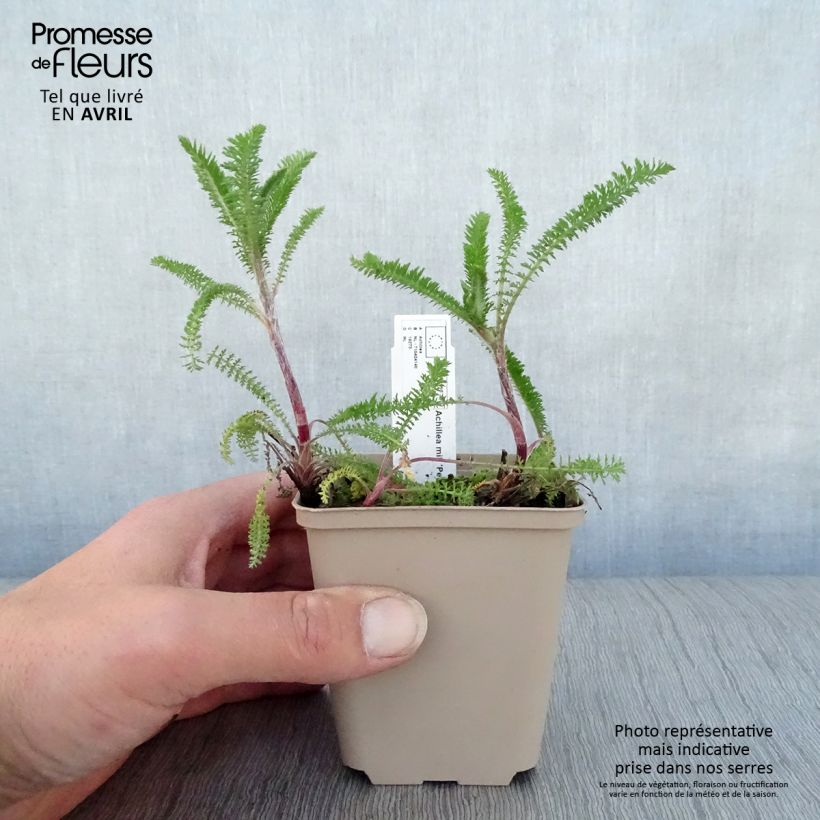 Spécimen de Achillée millefolium Petra Godet de 9cm tel que livré au printemps