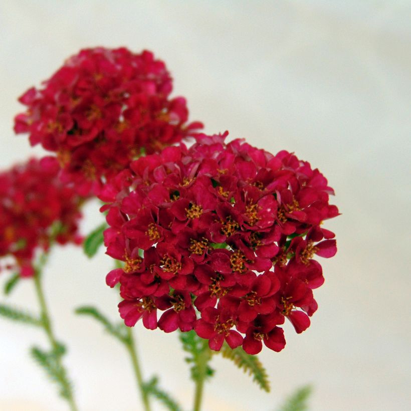 Achillée millefolium Pomegranate (Floraison)