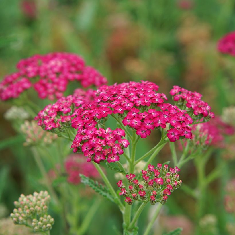 Achillée millefolium Pomegranate (Floraison)