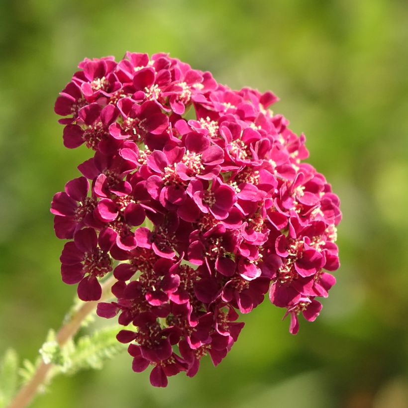 Achillée millefolium Pomegranate (Floraison)