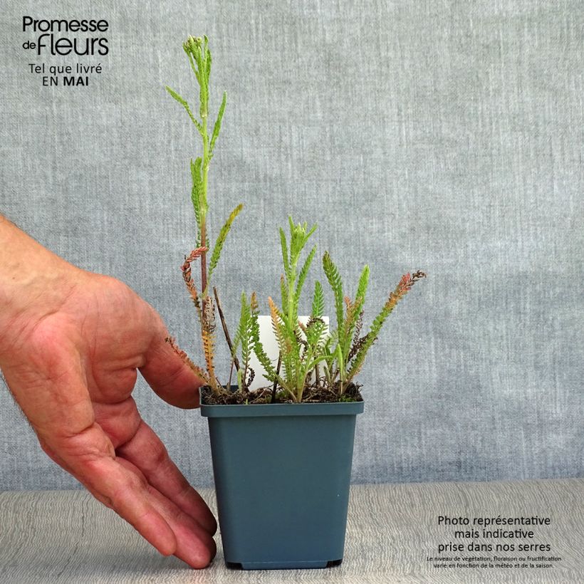 Spécimen de Achillée millefolium Pomegranate en godet de 8 cm tel que livré au printemps