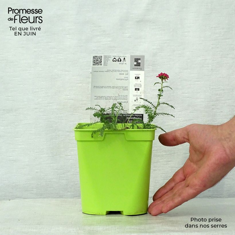 Spécimen de Achillée millefolium Pomegranate Pot de 2L/3L tel que livré en été