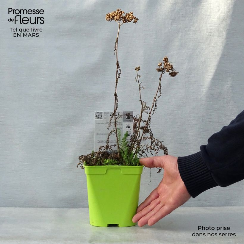 Spécimen de Achillée millefolium Pomegranate en pot de 2 litres tel que livré au printemps
