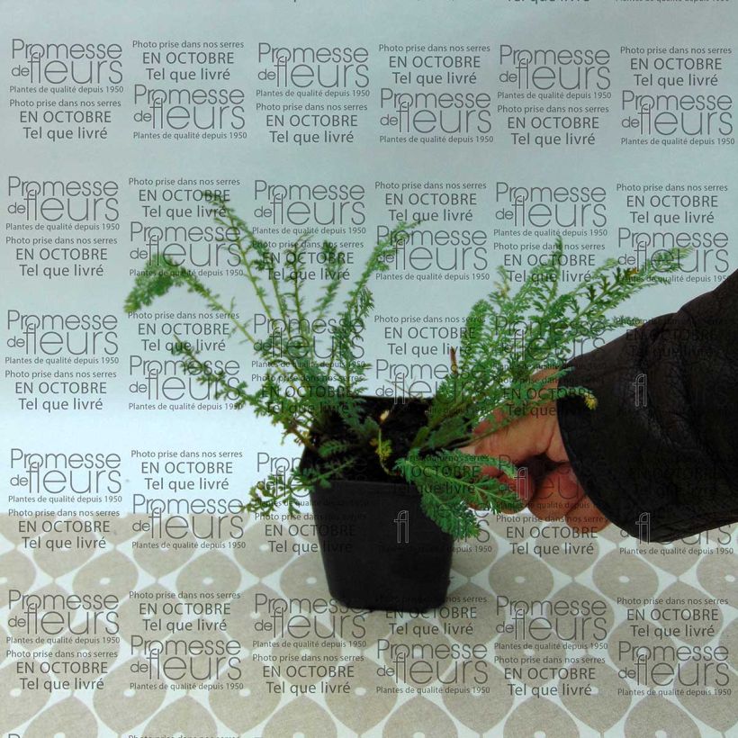 Exemple de spécimen de Achillée millefolium Pretty Woman Godet de 9cm tel que livré