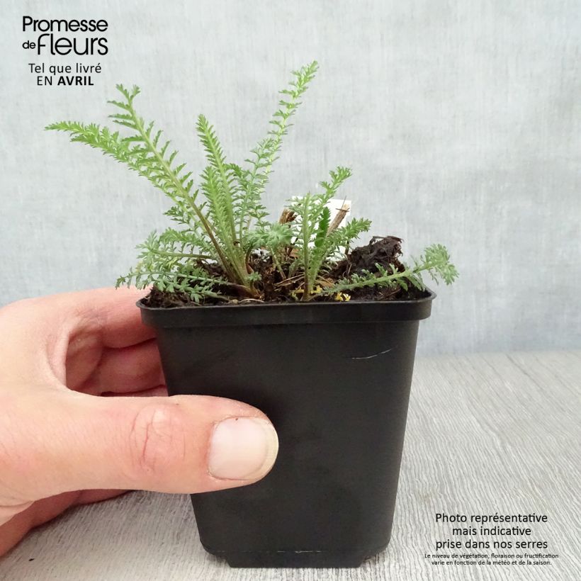 Spécimen de Achillée millefolium Red Velvet Godet de 9cm tel que livré au printemps