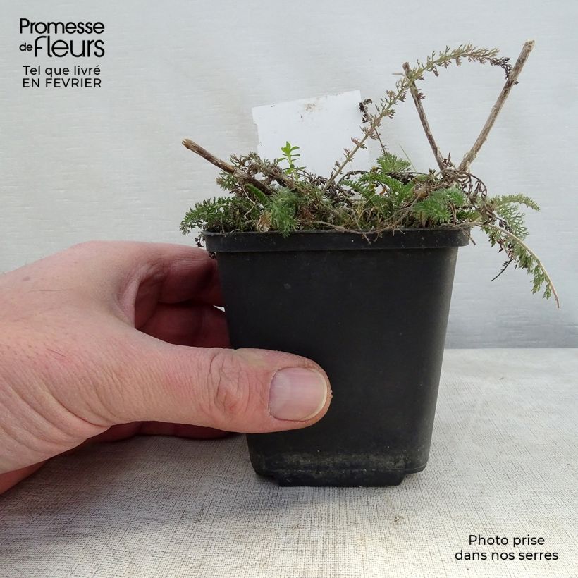 Spécimen de Achillée millefolium Salmon Beauty Godet de 9cm tel que livré en hiver