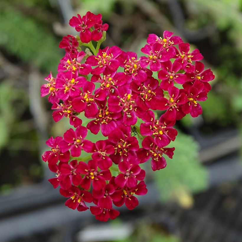 Achillée millefolium Summerwine (Floraison)