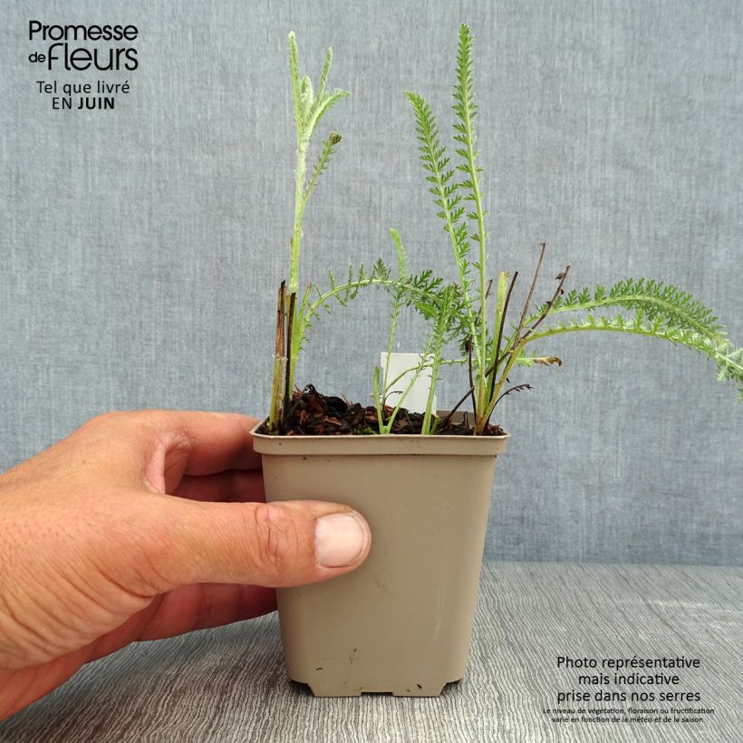 Spécimen de Achillée millefolium Terracotta Godet de 8/9 cm tel que livré en été