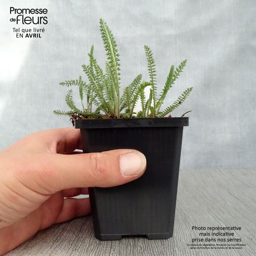 Spécimen de Achillée millefolium Terracotta Godet de 9cm tel que livré au printemps