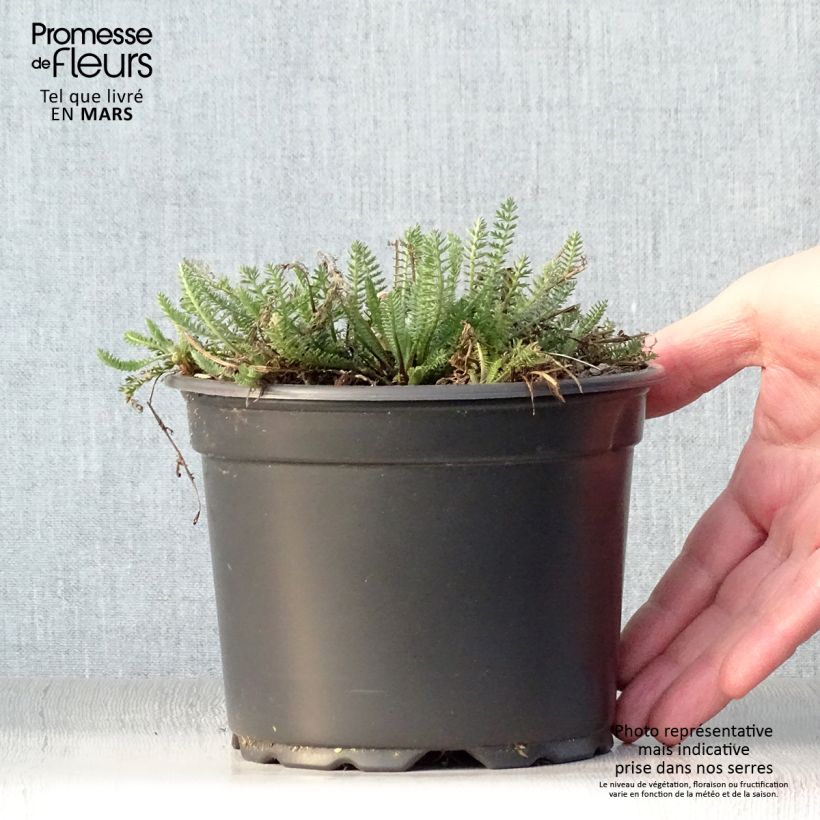 Spécimen de Achillée millefolium Terracotta Pot de 2L/3L tel que livré au printemps