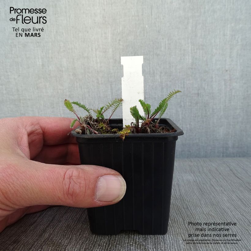 Spécimen de Achillée millefolium The Beacon (Fanal) Godet de 9cm tel que livré en hiver