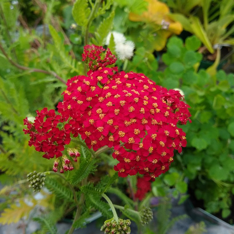Achillée millefolium The Beacon (Fanal) (Floraison)