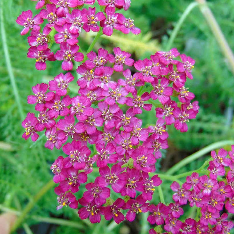 Achillée millefolium Velours (Floraison)