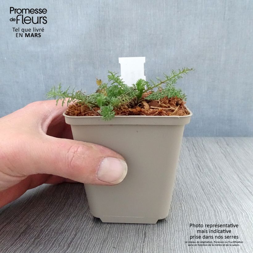 Spécimen de Achillée millefolium Velours Godet de 9cm tel que livré au printemps