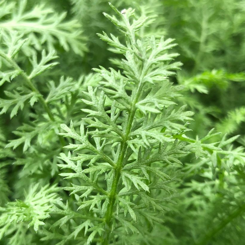 Achillée millefolium Paprika (Feuillage)