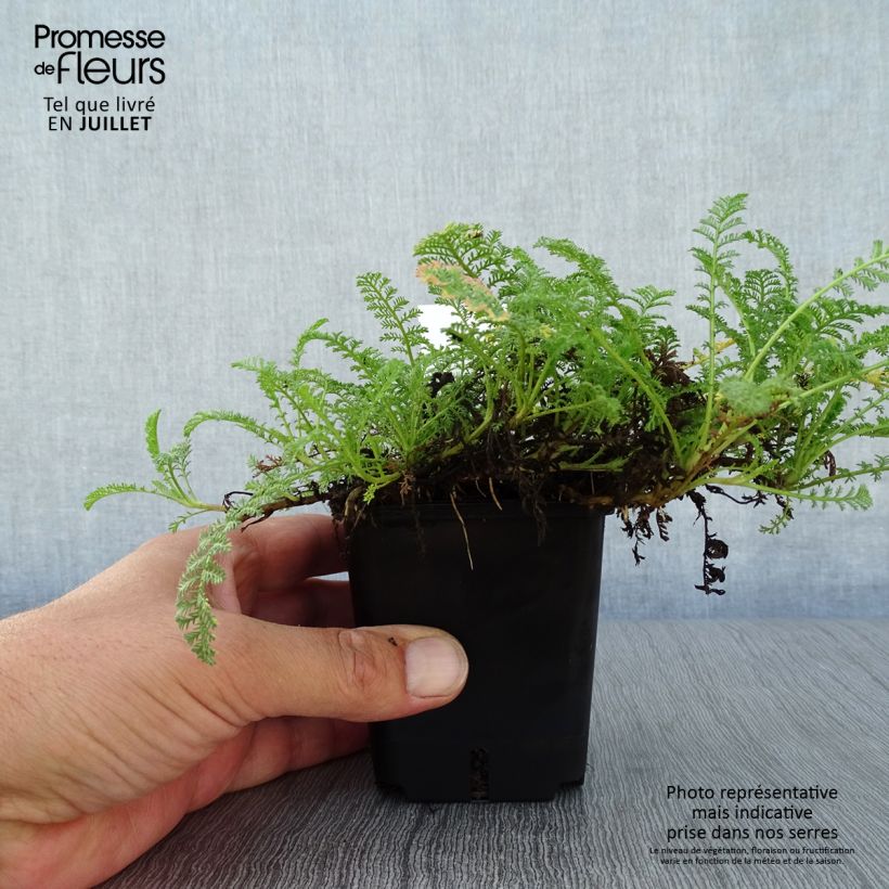 Spécimen de Achillée odorante - Achillea odorata Godet de 8/9 cm tel que livré en été