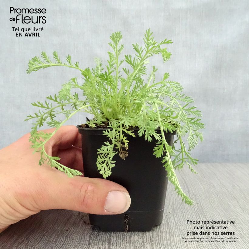 Spécimen de Achillée odorante - Achillea odorata Godet de 8 cm tel que livré au printemps