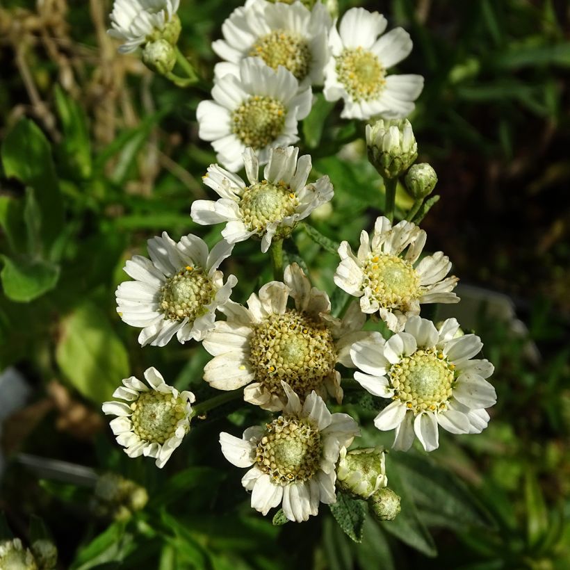 Achillée ptarmica Nana Compacta (Floraison)