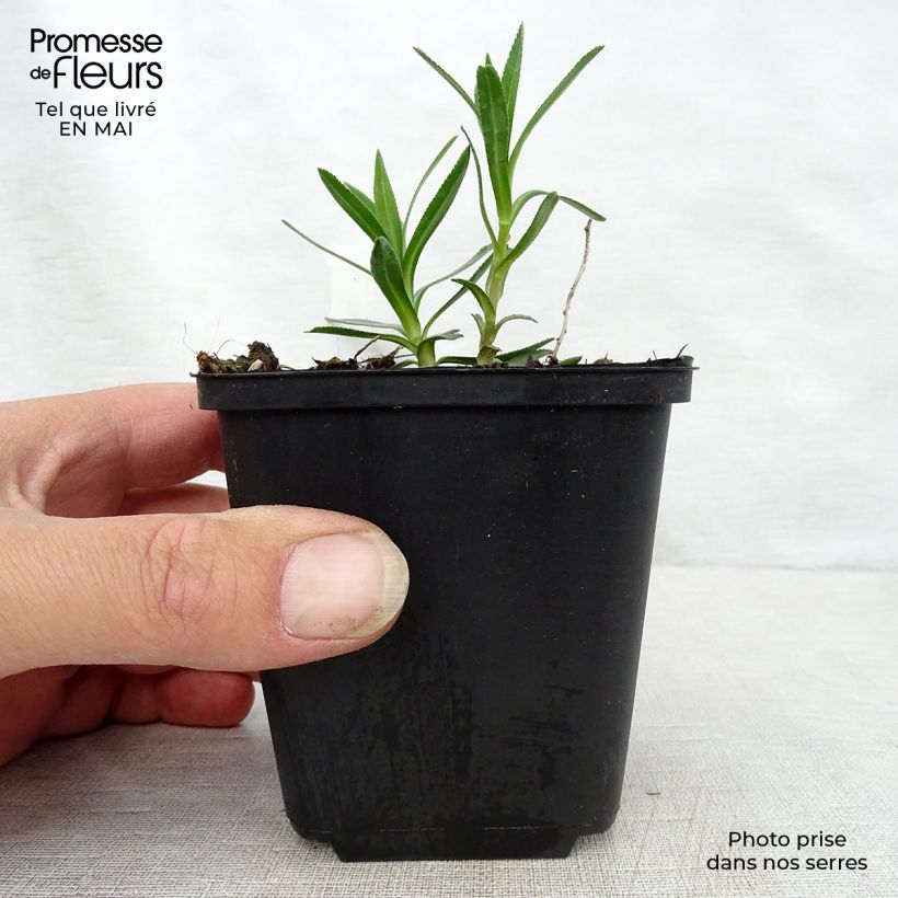 Spécimen de Achillée ptarmica Nana Compacta Godet de 9cm tel que livré au printemps