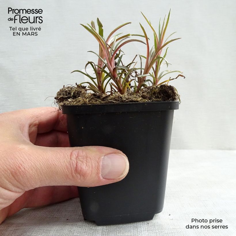 Spécimen de Achillée ptarmica Perry's White Godet de 9cm tel que livré au printemps
