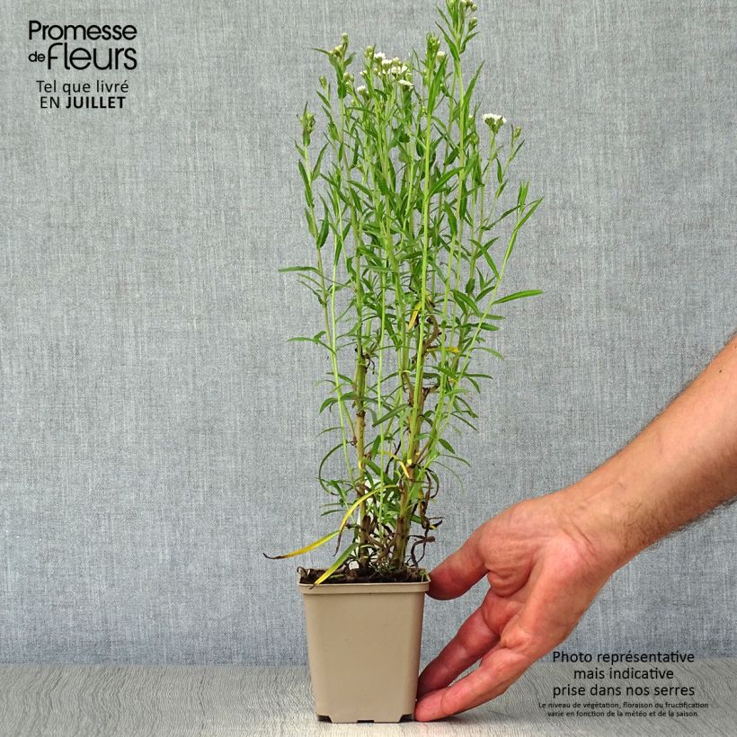 Spécimen de Achillée ptarmica Perry's White Godet de 8/9 cm tel que livré en été