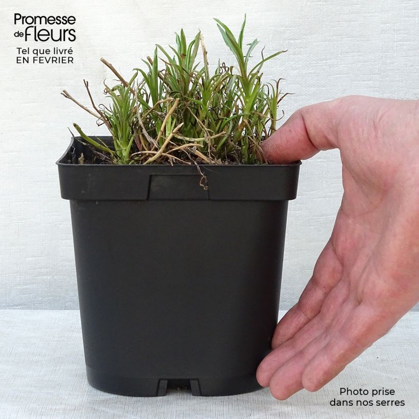 Spécimen de Achillée ptarmica The Pearl (La Perle) en pot de 2/3L tel que livré en hiver