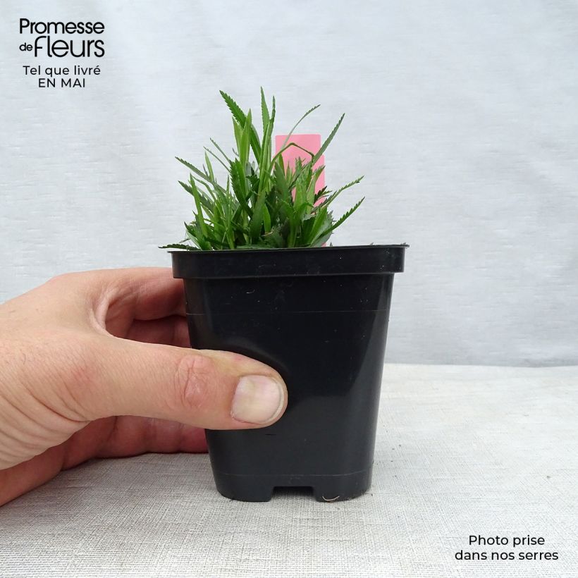Spécimen de Achillée ptarmica The Pearl (La Perle) en godet de 9 cm tel que livré au printemps