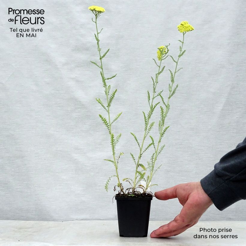 Spécimen de Achillée taygetea - Achillea taygetea Godet de 9cm tel que livré au printemps