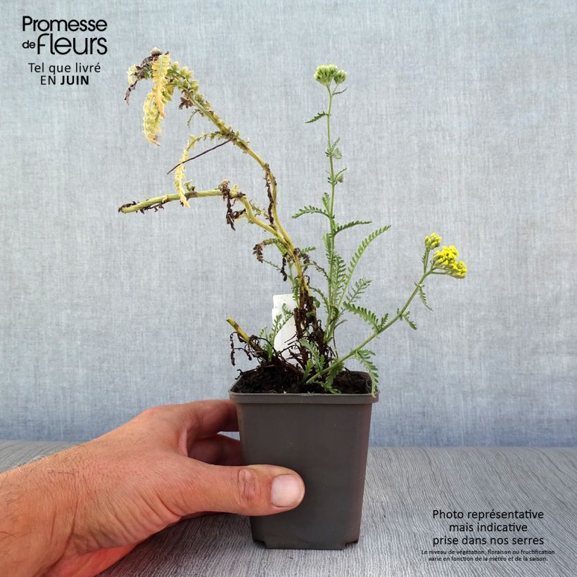 Spécimen de Achillée taygetea - Achillea taygetea Godet de 8/9 cm tel que livré en été