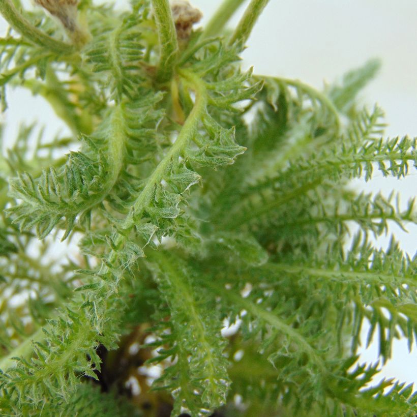 Achillée tomentosa - Herbe à dinde (Feuillage)