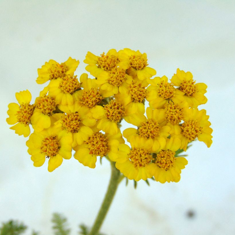 Achillée tomentosa - Herbe à dinde (Floraison)