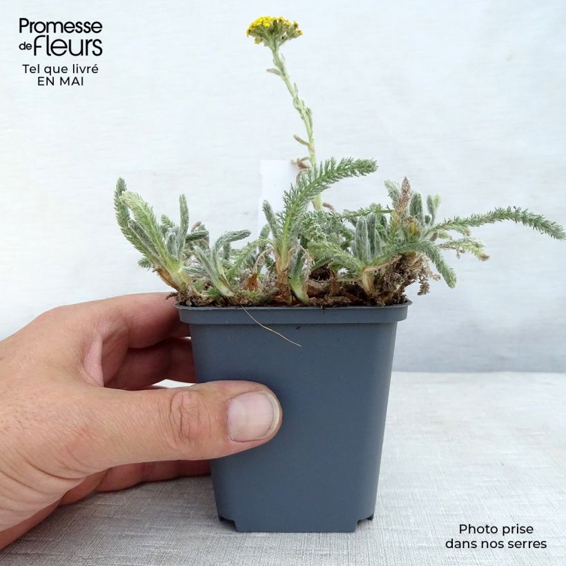 Spécimen de Achillée tomentosa - Herbe à dinde Godet de 9cm tel que livré au printemps