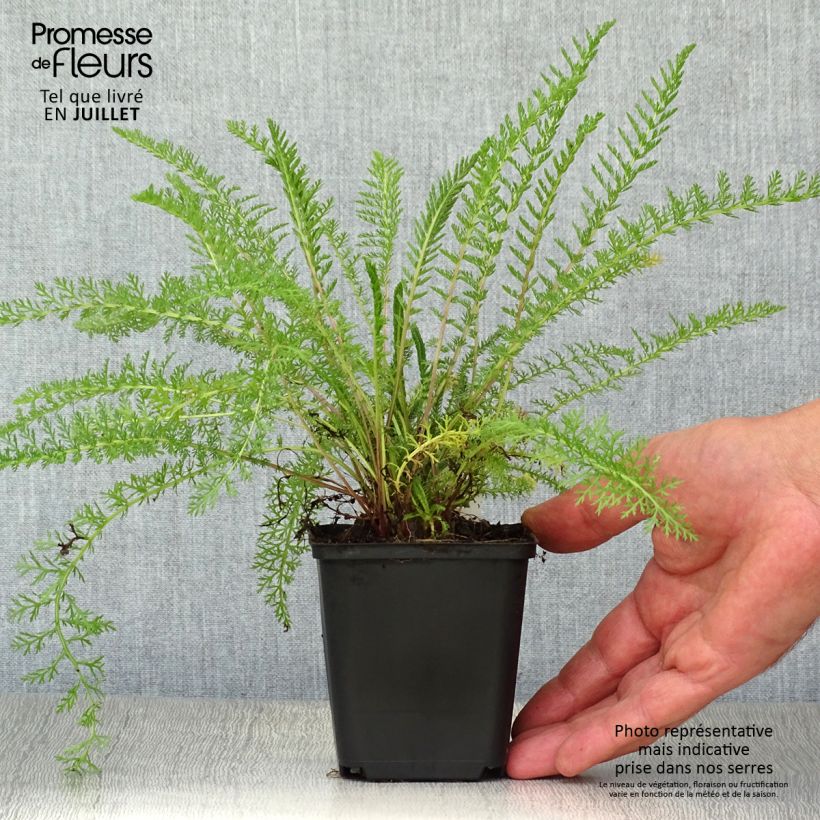 Spécimen de Achillée tomentosa - Herbe à dinde Godet de 8/9 cm tel que livré en été